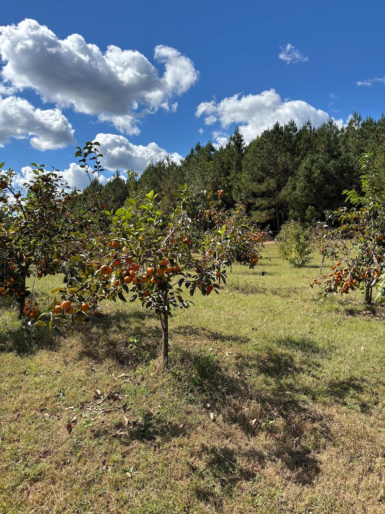 FUYU PERSIMMON | Free Shipping on all Grafted persimmon | Asian Fruit tree that is self pollinating, dried fruits, Buy 4 to a box and SAVE!! image 7