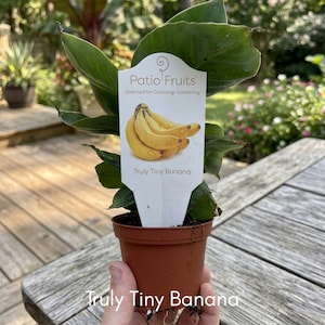 May include: A Truly Tiny Banana plant in a brown plastic pot with a white plant tag. The tag features the text Patio Fruits Selected for Container Gardening and Truly Tiny Banana above an illustration of a bunch of yellow bananas with water droplets.