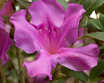 Autumn Royalty Encore Azalea - Purple Flowers - LARGE 3 Gallon Sizes To Choose From! - Free Shipping