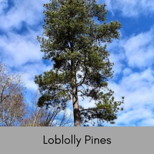 May include: A tall loblolly pine tree with green needles against a blue sky with white clouds. The tree is in the center of the image and the sky is in the background. The text "Loblolly Pines" is at the bottom of the image.
