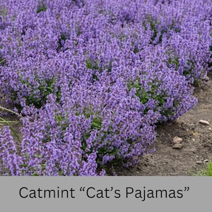 May include: A field of vibrant purple catmint flowers, also known as "Cat's Pajamas," in full bloom. The image showcases a dense cluster of the flowering plant, with a text label at the bottom.