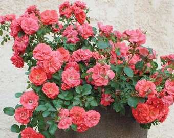 PINK CREEPING ROSE Groundcover - 'Coral Drift Rose' - Free Shipping - 1 Quart Size