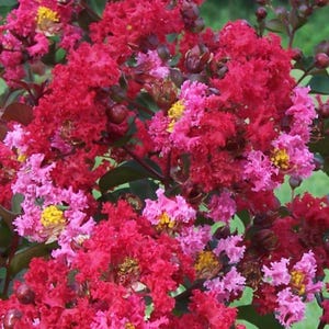 Princess Zoey™ Crape Myrtle – Dwarf Pink-Red Flowering Shrub | Compact, Heat Tolerant Plant for Containers & Small Gardens