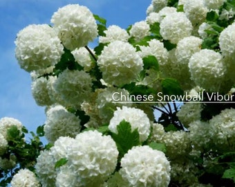 Chinese Snowball Viburnum - Large White Blooms, Fast-Growing, Perfect for Gardens - 3 to 4 Feet tall Available!