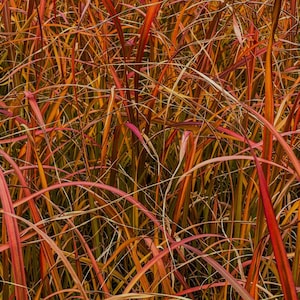 Fire Dragon Maiden Grass – Miscanthus sinensis ‘Fire Dragon’ – Fiery Fall Foliage, Full Sun Perennial