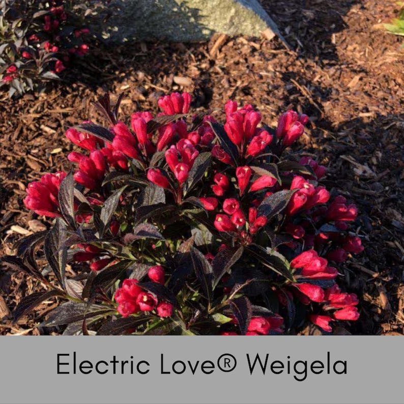 Bloomin' Easy Electric Love Weigela - Thumbnail 5