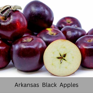 Arkansas Black Apple Tree – Malus domestica – Heirloom Fruit Tree, Cold Hardy