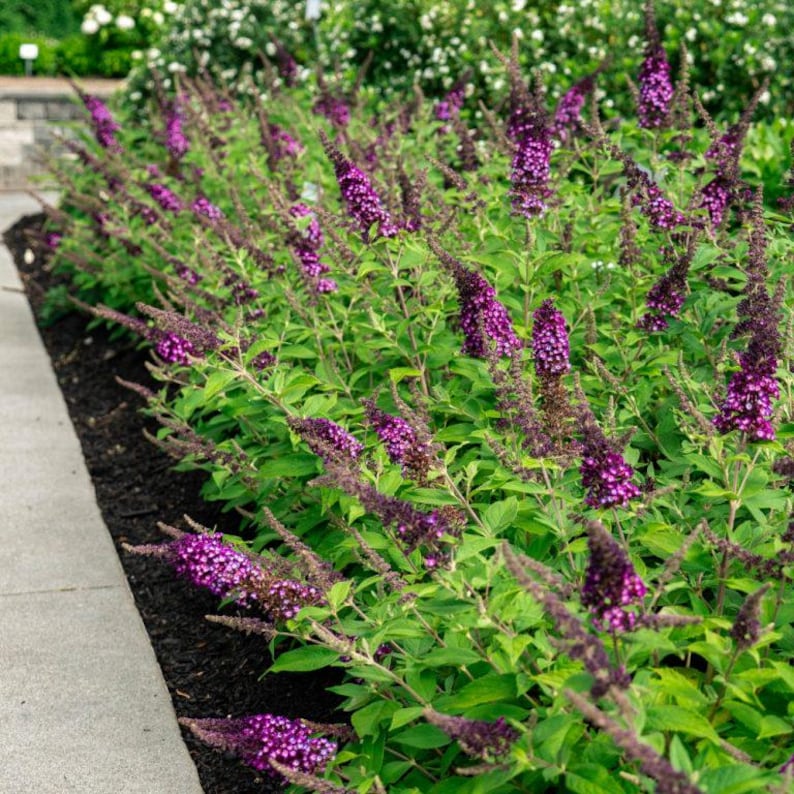 Buddleja Fragrant Blueberry Pie™ Butterfly Bush | Fragrant, Compact Shrub for Pollinators ...