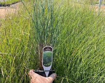 MAIDEN GRASS - Miscanthus Sinesis 'Gracillimus' - 1 Gallon Ornamental Grass