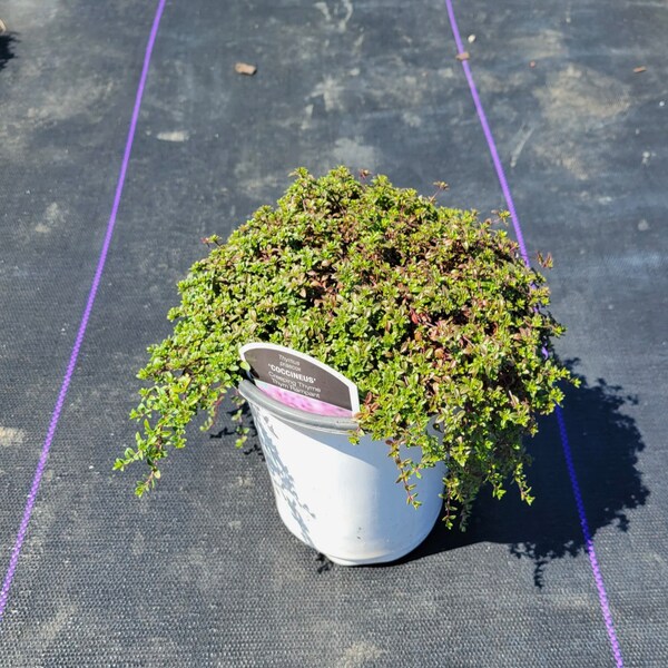 Creeping Thyme Plugs - Etsy