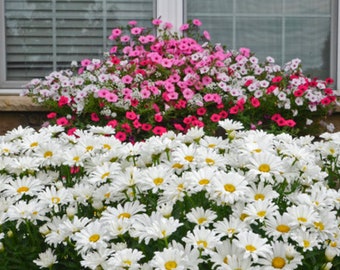 Image of Shasta Daisies perennials