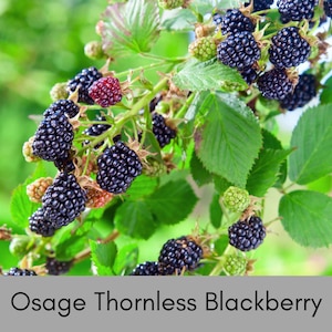 May include: Close-up of Osage Thornless Blackberries on a green leafy branch. The ripe berries are a deep black color, while some are still green or red. The image shows the berries in various stages of ripeness.