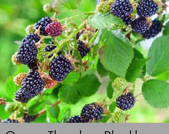 Osage Thornless Blackberry – Live Plant | Sweet, Juicy Berries | 1 Gallon Container | Cold Hardy & Easy to Grow