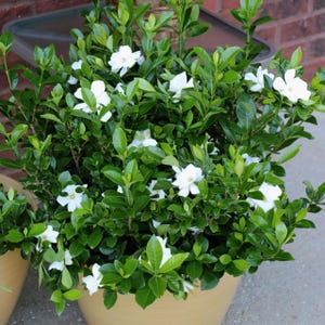 Gardenia Radicans Live Plant – Dwarf Gardenia, Fragrant White Blooms, Evergreen Shrub, 1 Quart Pot
