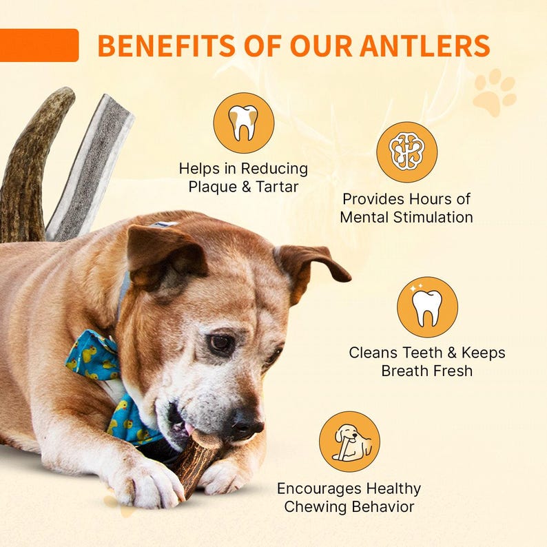 Small Dog Yak Cheese, Antler Chews, Cheese Puffs, Interactive Toy ...