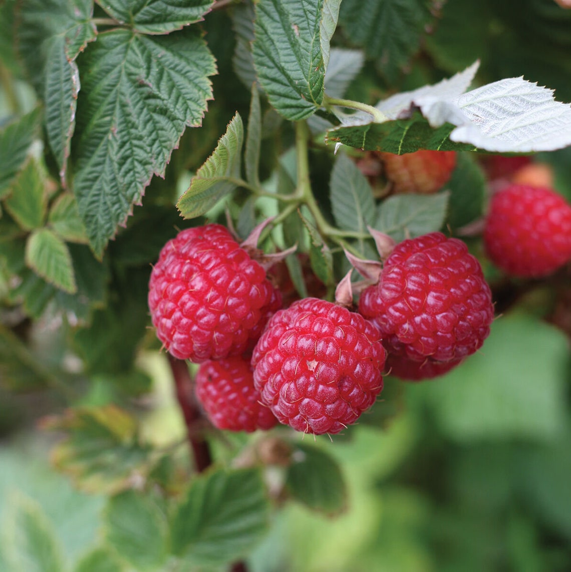 Live 'Nova' Red Raspberry Plant Rubus 1 Gal Pot. Etsy