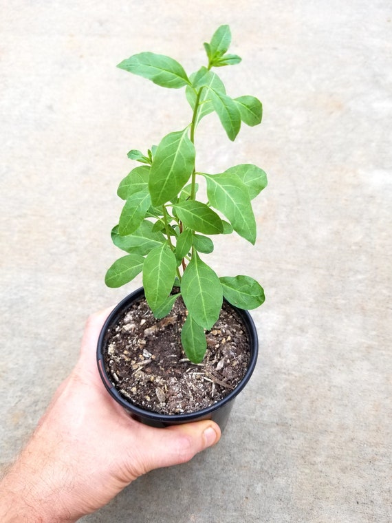 Live Goji Berry Plant /'Wolfberry/' Lycium barbarum Organic Tree Seedling Sapling Perennial Superfood Antioxidant Red Fruit Non-gmo Rare Gift