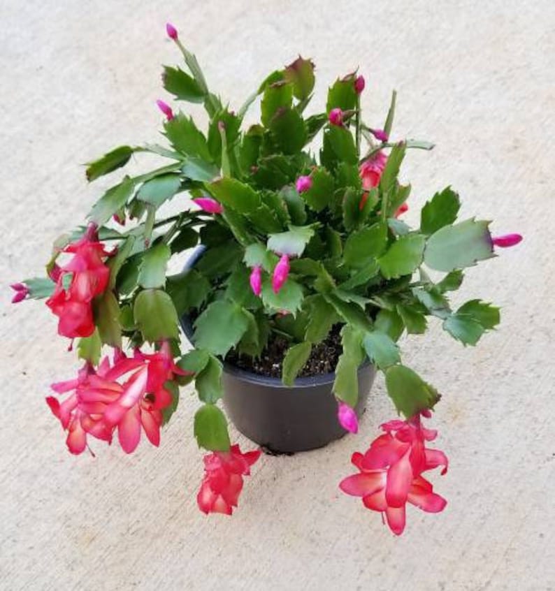 Live Christmas Cactus Schlumbergera Bridgesii. Starter Plant Etsy