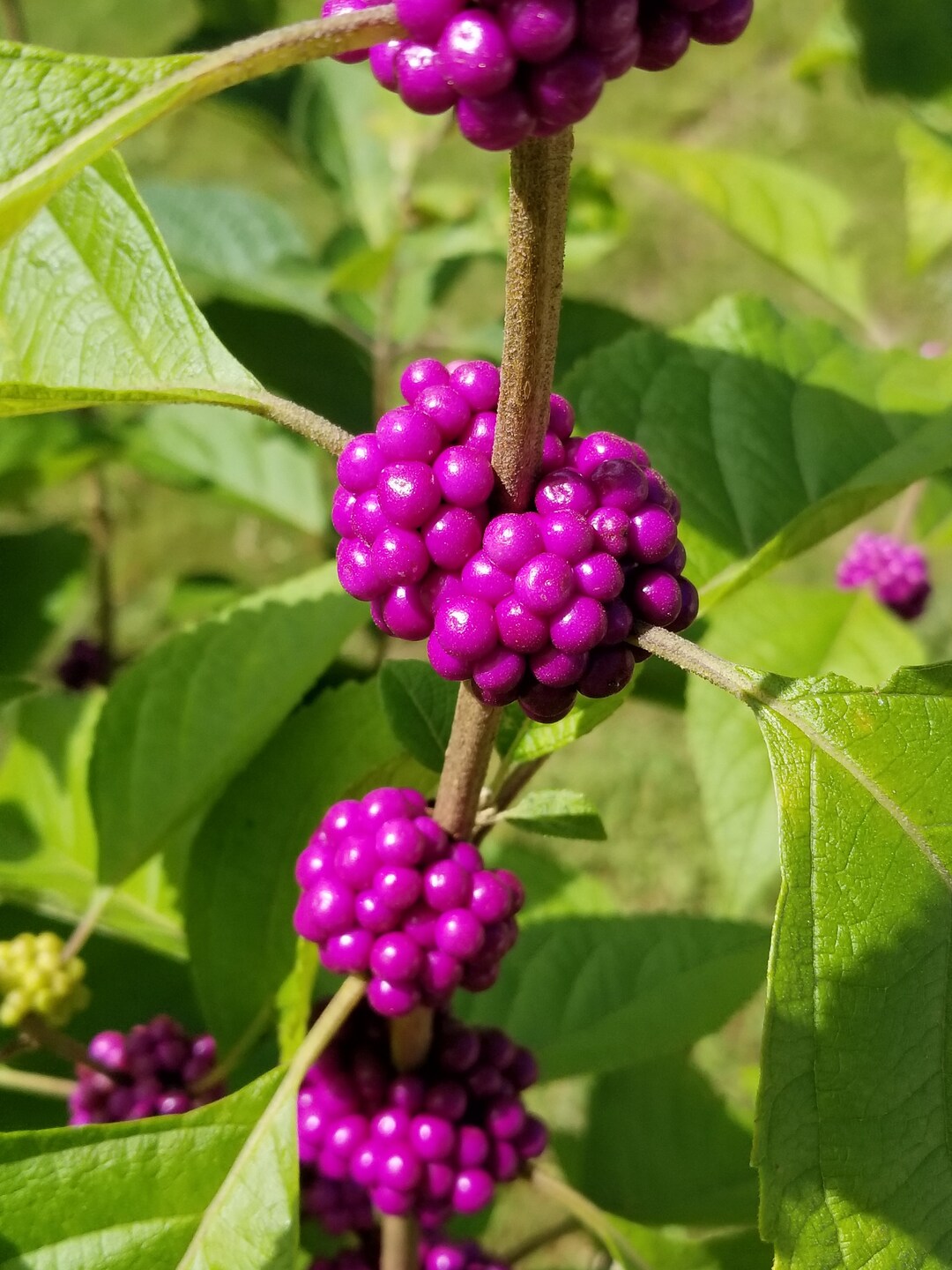 Beautyberry Plant Callicarpa Americana. Native Organic Shrub. Edible