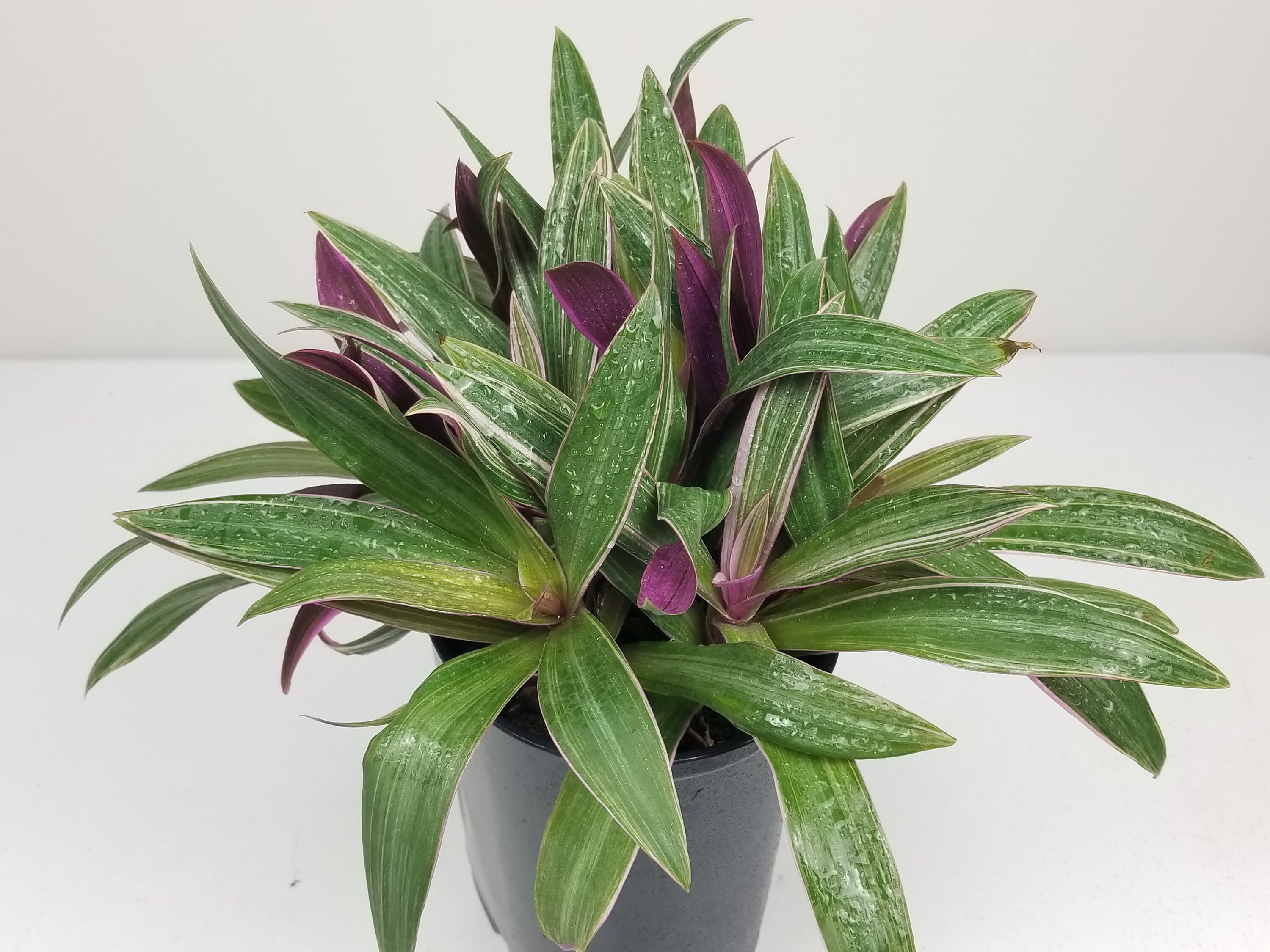 Live Dwarf Oyster Plant Tradescantia Spathacea. Rare Etsy