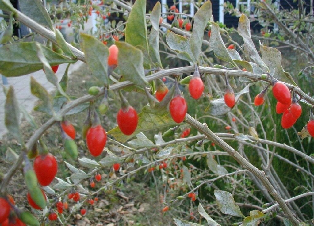 Live Goji Berry Plant /'Wolfberry/' Lycium barbarum Organic Tree Seedling Sapling Perennial Superfood Antioxidant Red Fruit Non-gmo Rare Gift