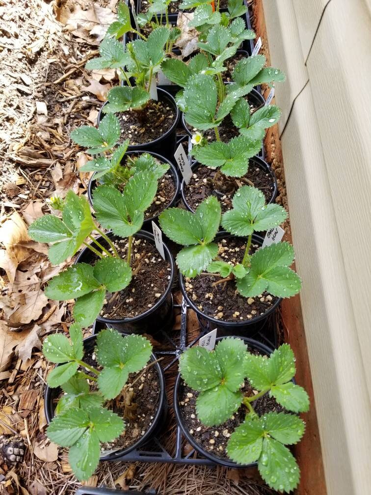 Live 'Sparkle' Strawberry Plants 4 Pot. Organic Etsy
