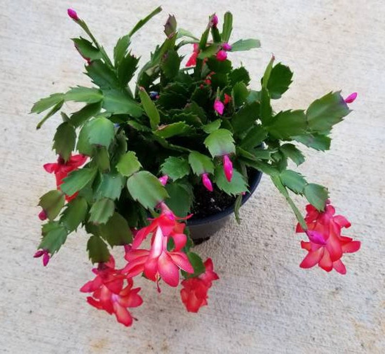 Live Christmas Cactus Schlumbergera Bridgesii. Starter Plant Etsy