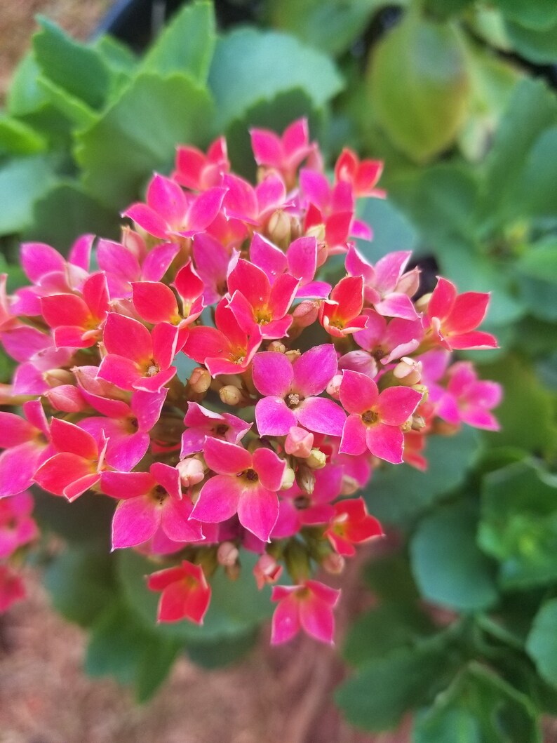 Live FLAMING KATY Kalanchoe blossfeldiana Plant. Large Etsy