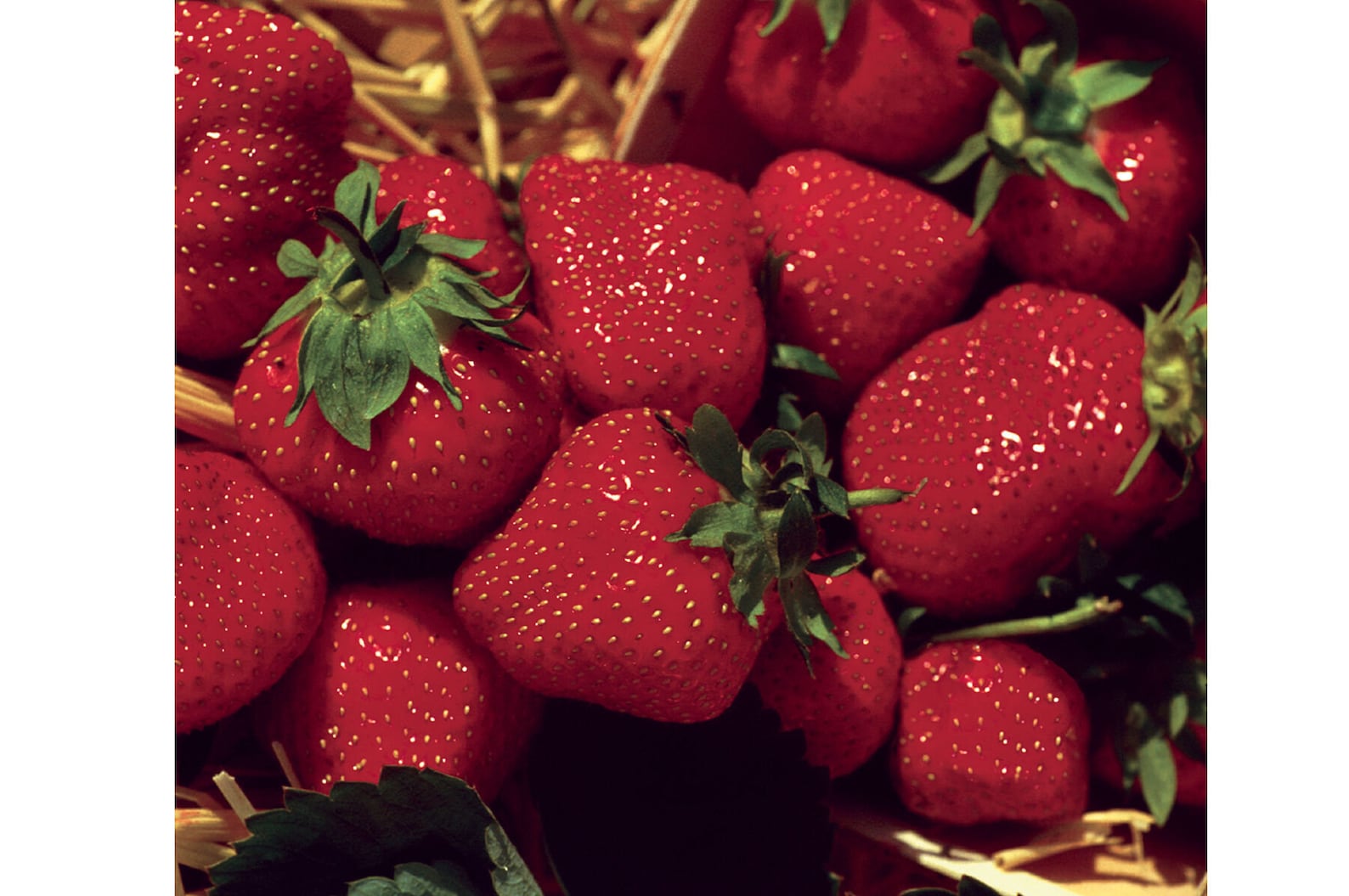 Live 'Jewel' Strawberry Plant Organic Potted Perennial Etsy