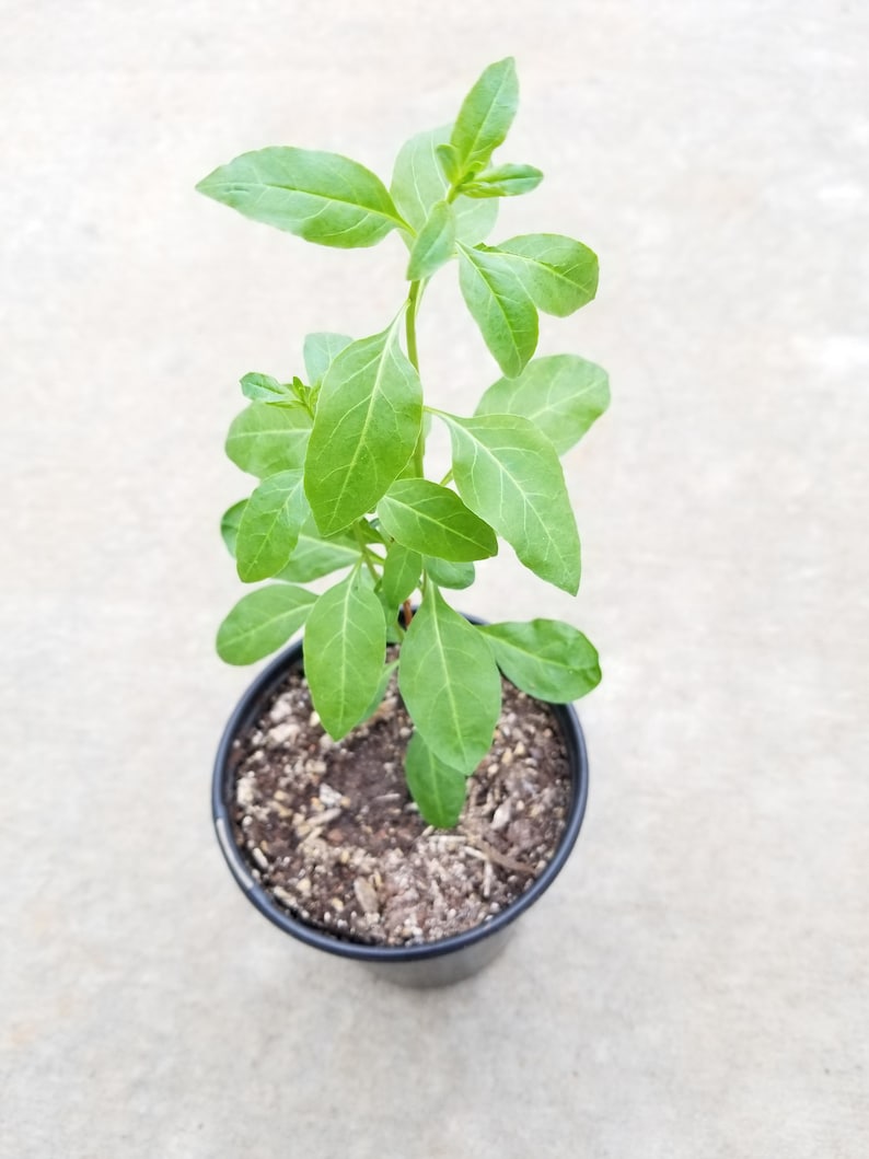 Live Goji Berry Plant /'Wolfberry/' Lycium barbarum Organic Tree Seedling Sapling Perennial Superfood Antioxidant Red Fruit Non-gmo Rare Gift