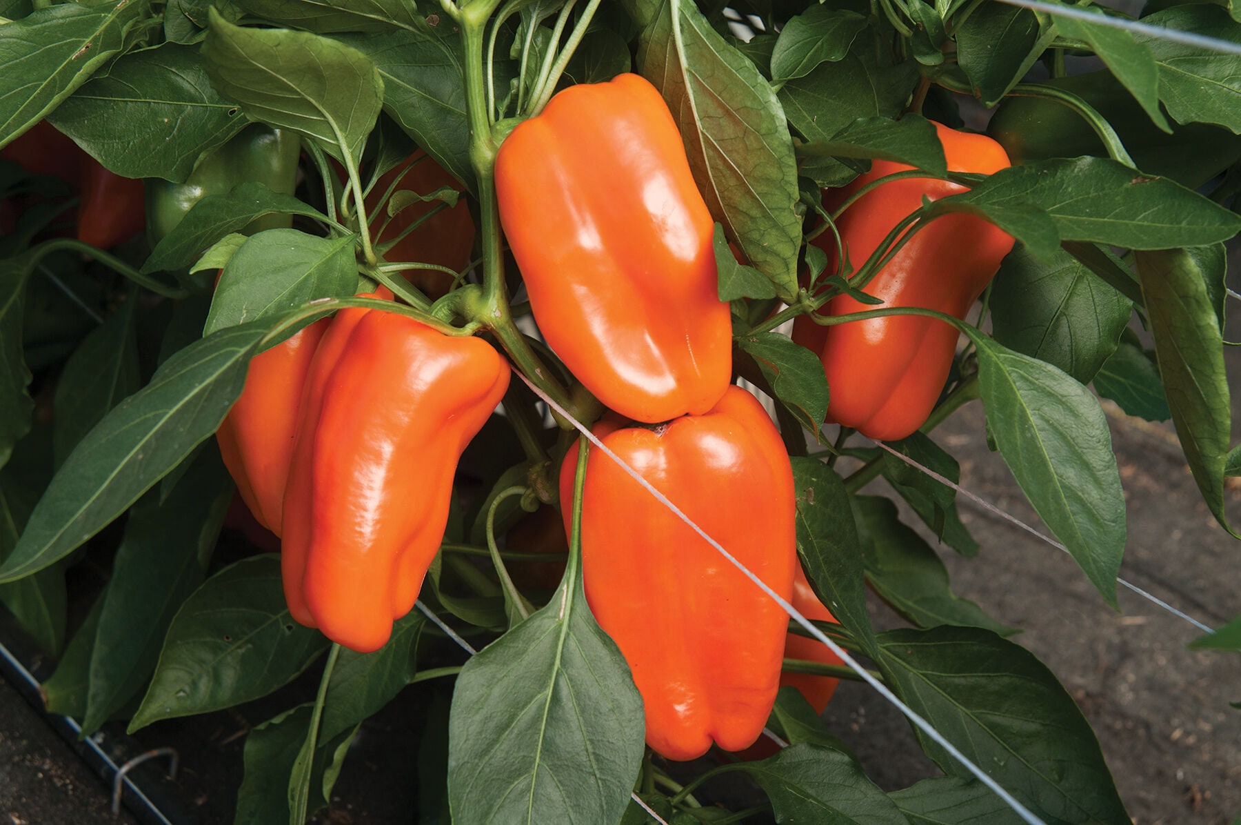Live Glow Bell Pepper Plant Capsicum annuum. Organic Etsy