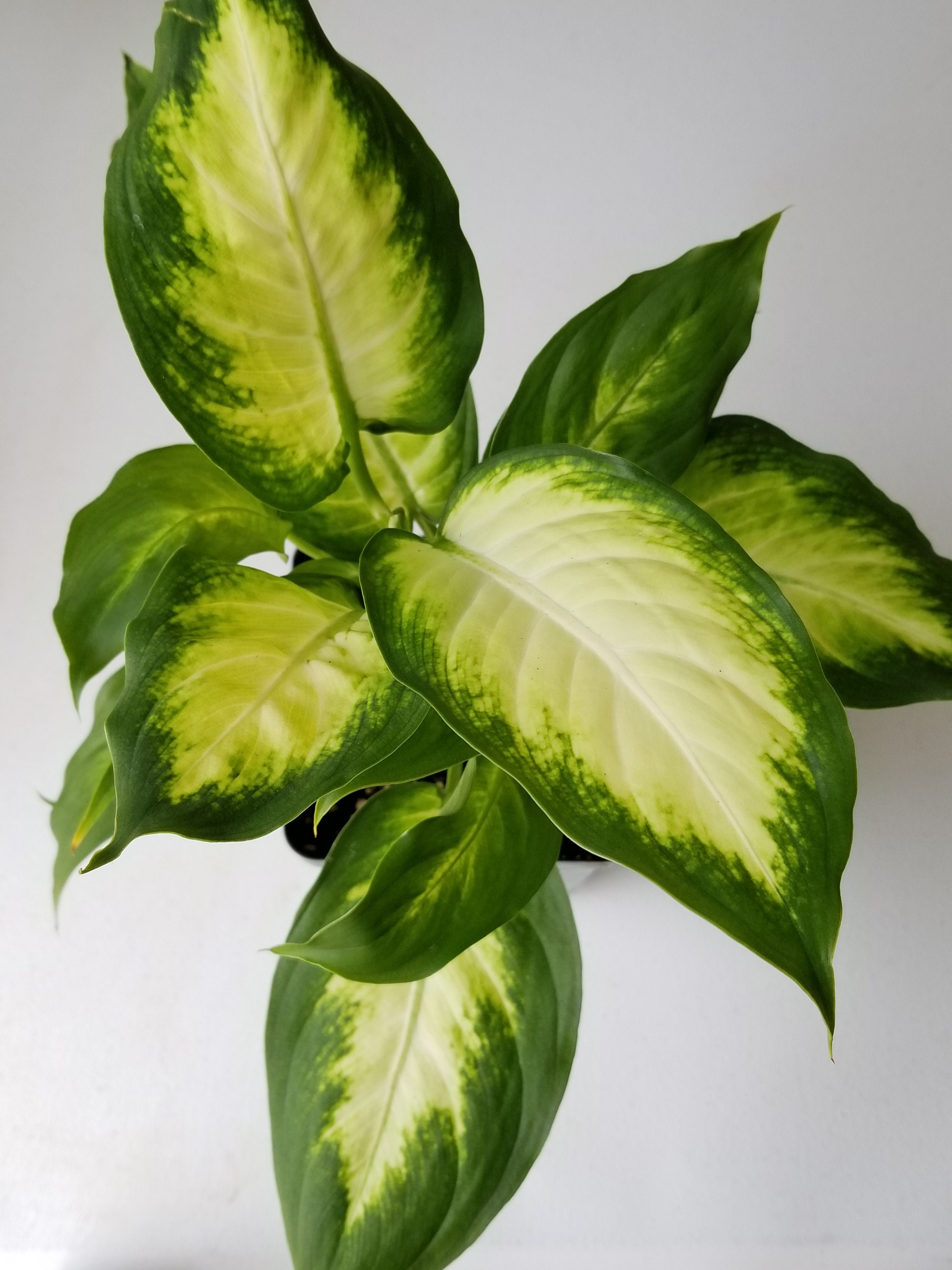 Live Dieffenbachia Camille Plant 6in Pot Indoor Houseplant Etsy