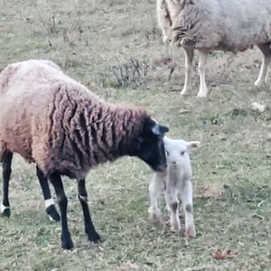 Può includere: Una pecora marrone e nera si stringe a un agnello bianco in un campo erboso. Una pecora bianca si trova sullo sfondo.
