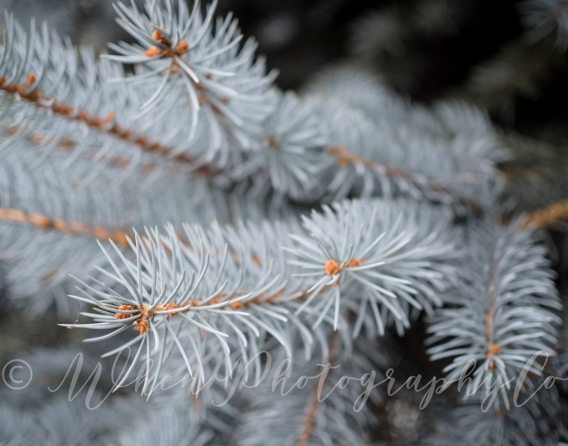 Silver Pine Photography / INSTANT DOWNLOAD / Silver Pine Print Etsy