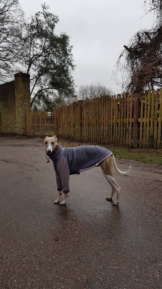 Are Greyhounds Fence Jumpers