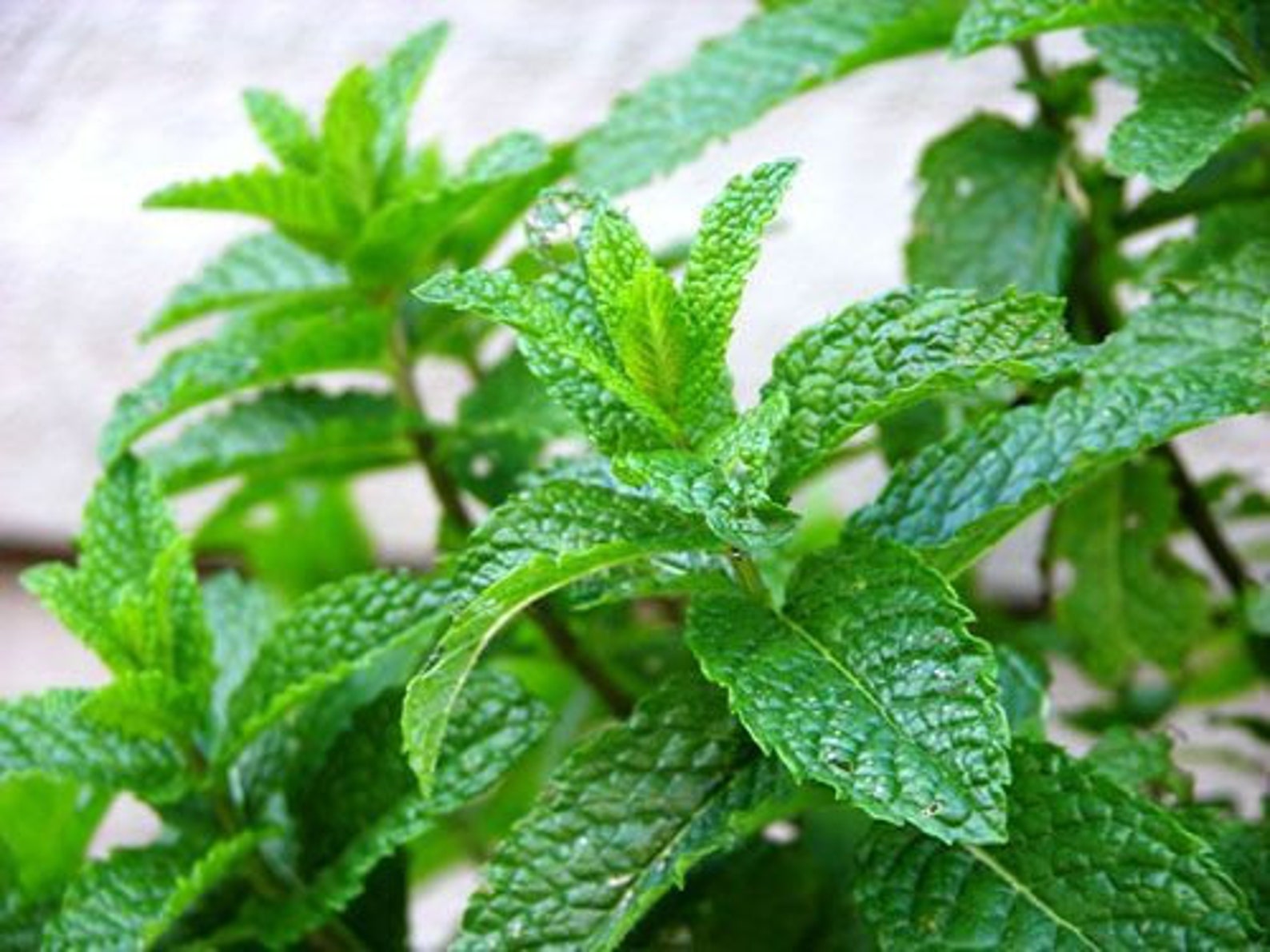 Keurig K tasse 48 ct menthe marocaine Thé vert Saveurs | Etsy