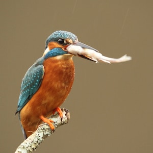 Tarjeta de felicitación Kingfisher - tarjeta en blanco kingfisher - tarjeta de cumpleaños kingfisher - fotografía kingfisher - tarjeta amante de las aves - kingfisher lover