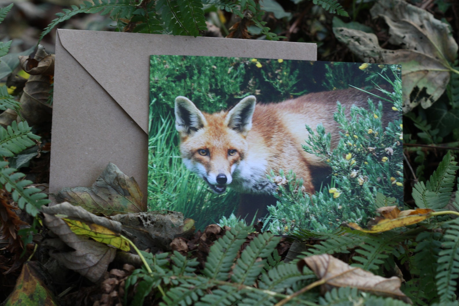 Fuchs Karte Fuchs Grußkarte Fuchs Blanko Karte Fuchs - Etsy.de