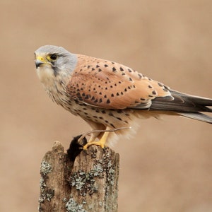 Torenvalkkaart - torenvalk wenskaart - torenvalk blanco kaart - vogelfotokaart - torenvalkfoto - roofvogelkaart - torenvalkliefhebber