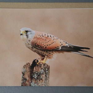 Tarjetas de felicitación de cernícalo - Aves rapaces - Par de tarjetas de aves silvestres - Paquete de 2 tarjetas de naturaleza - Amante del cernícalo - Amante de las aves rapaces - Tarjeta de cernícalo