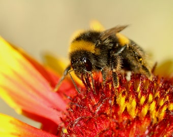 Bee card - Bee Birthday card - Happy Bee Day card - Bee greetings card - Bumblebee card - Honeybee card - Gardening card - Bee lover