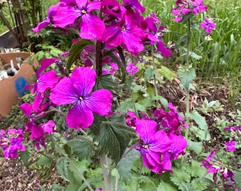 Lunaria