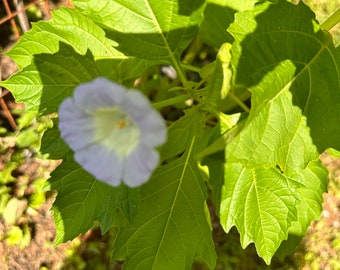 Apple of Peru “Shoo fly plant “ SEEDS