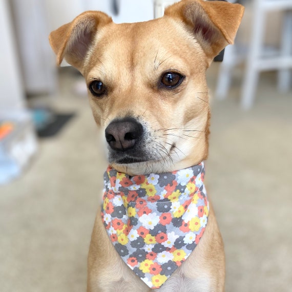 Spring dog bandanas 2025