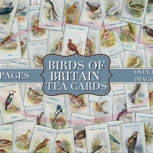 Birds of Britain - Cartões de chá falsos - Cartões de chá digitais - Cartões de chá vintage - Para impressão - Junk Journal - Enfeite - Coisas efêmeras