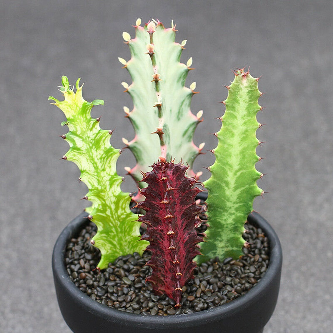 Euphorbiaceae Euphorbia sp Succulent cactus 3 head plants Home | Etsy