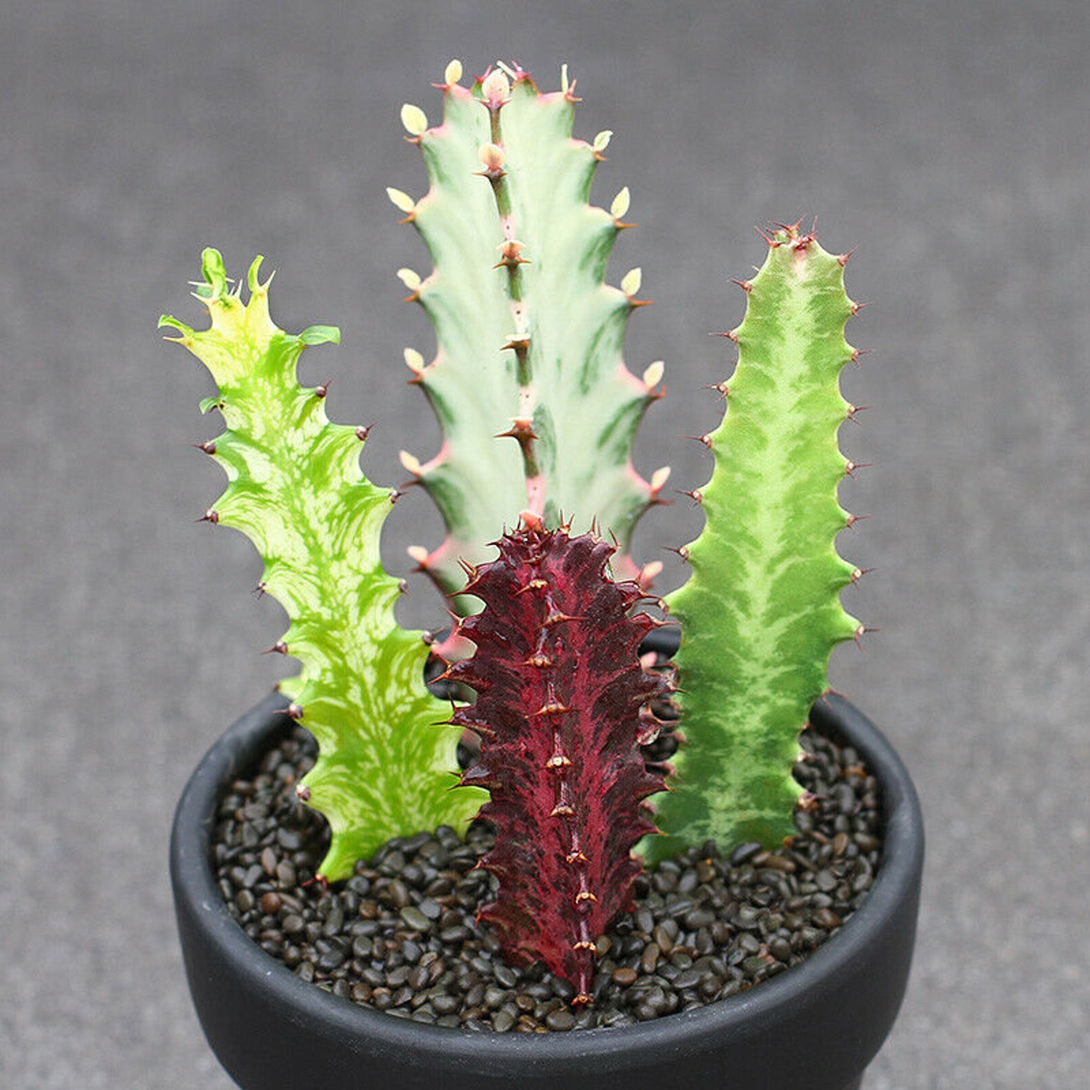 Euphorbiaceae Euphorbia sp Succulent cactus 3 head plants Home Etsy