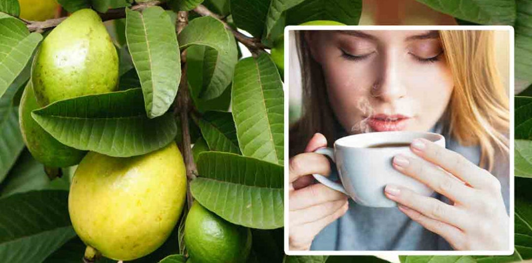 Close-up of a person holding a cup of guava leaf tea with a background of tropical plants