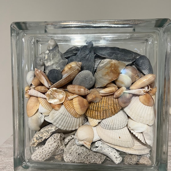 Seashell Display Box Etsy