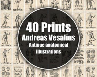 Rare Antique Anatomy Prints by Andreas Vesalius - Digital Download